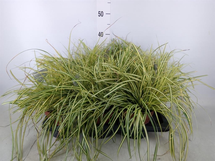 <h4>Carex hachijoensis 'Evergold'</h4>