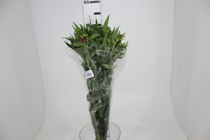 <h4>ALSTROEMERIA POMPEII 080 CM</h4>