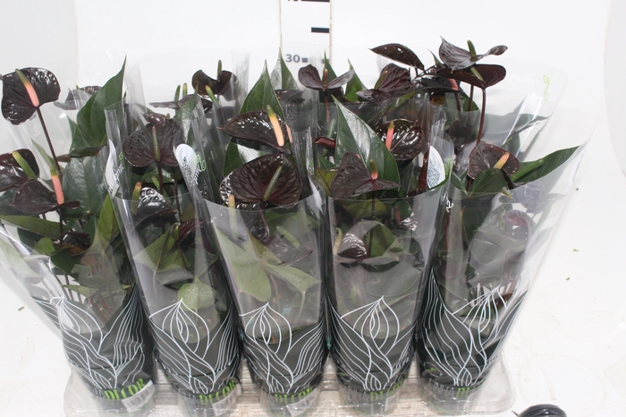 <h4>ANTHURIUM BLACK LOVE P12</h4>