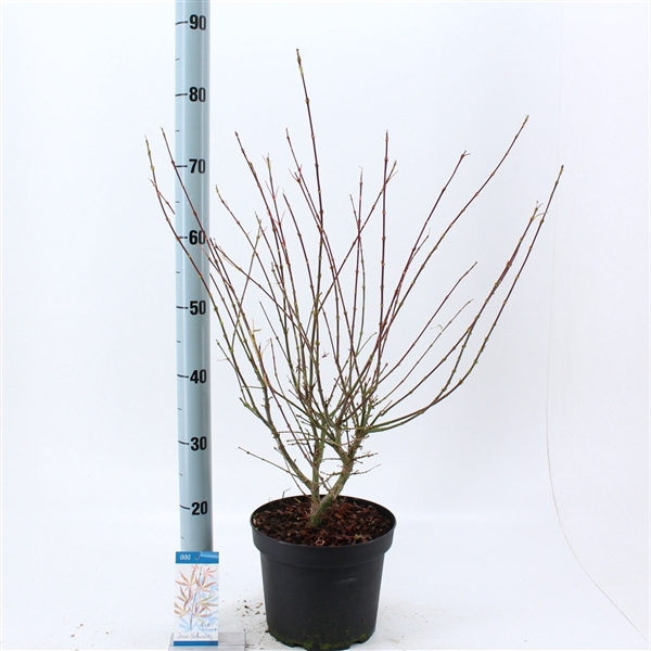 <h4>Acer pal. 'Jerre Schwartz'</h4>