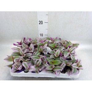 Tradescantia cerinth. 'Nanouk'