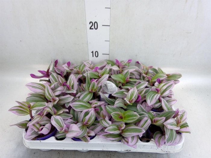 <h4>Tradescantia cerinth. 'Nanouk'</h4>