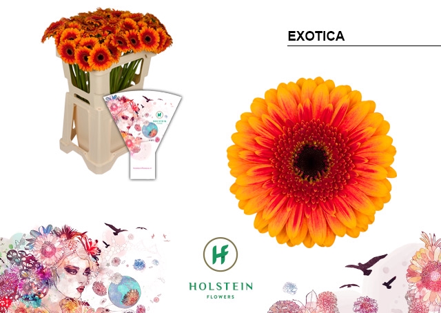 <h4>GE MI Exotica emmer hoes x80</h4>