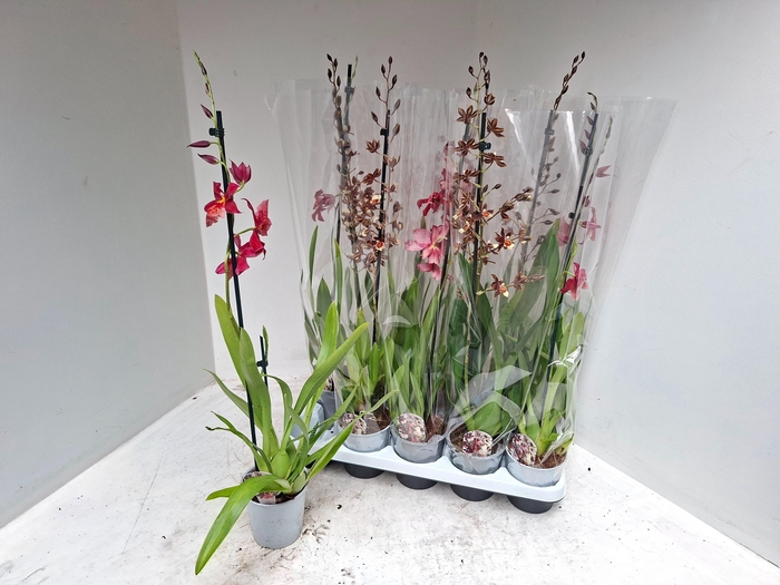 <h4>CAMBRIA GRP GEM</h4>