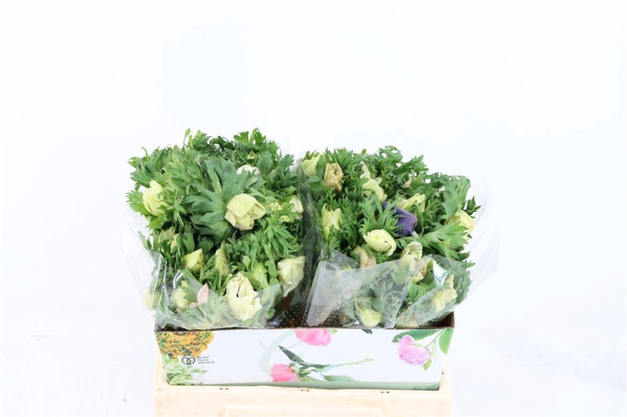 <h4>Anem Marianne Panda White</h4>