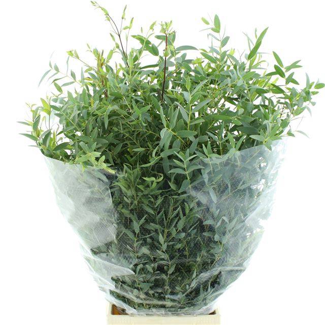 <h4>EUC PARVIFOLIA P BS</h4>