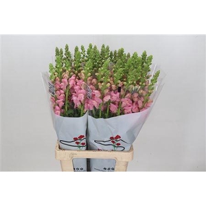 ANTIRRH POTOMAC EARLY PINK