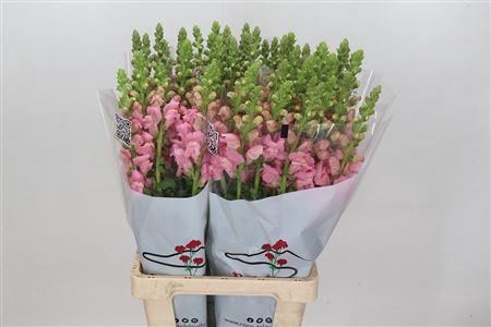 <h4>ANTIRRH POTOMAC EARLY PINK</h4>