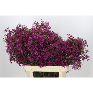 Chamelaucium Purple Rain