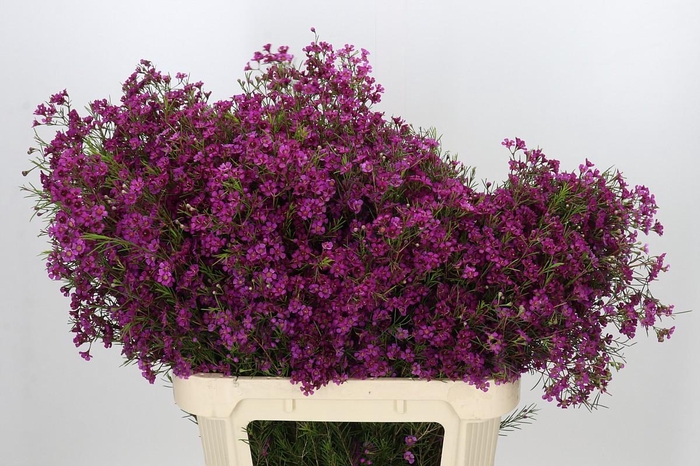 <h4>Chamelaucium Purple Rain</h4>