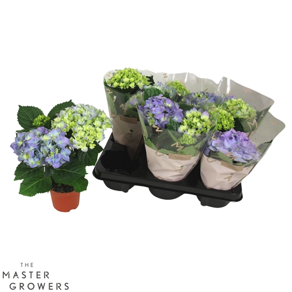 <h4>Hydrangea marc. Early Blauw 10cm 2kop</h4>