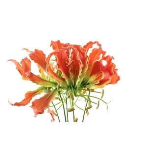 Gloriosa Exotic Orange Short