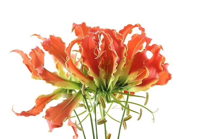 <h4>Gloriosa Exotic Orange Short</h4>