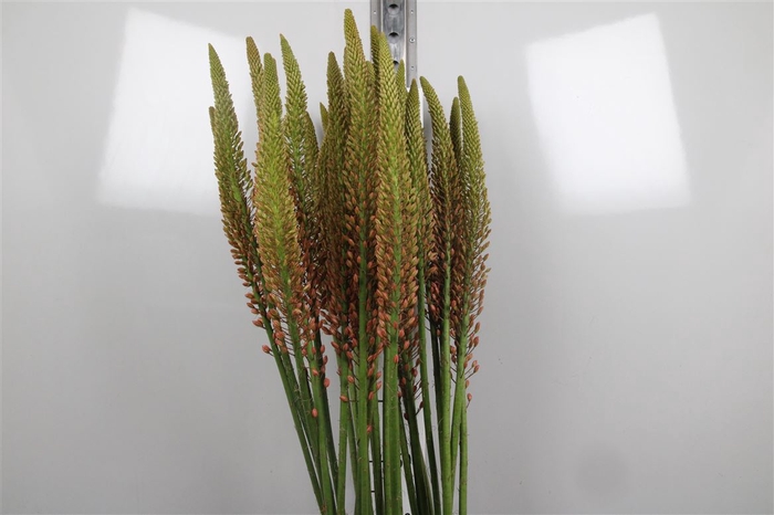 <h4>Eremurus Cleopatra</h4>
