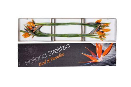 <h4>Strel Reginae Bloem</h4>