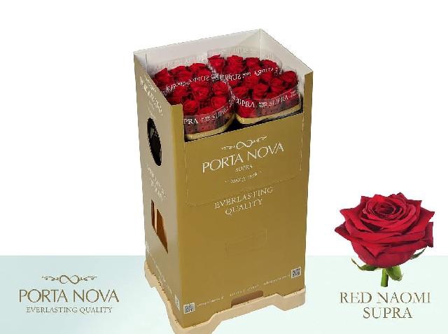<h4>Rosa large red naomi! Supra Porta Nova</h4>
