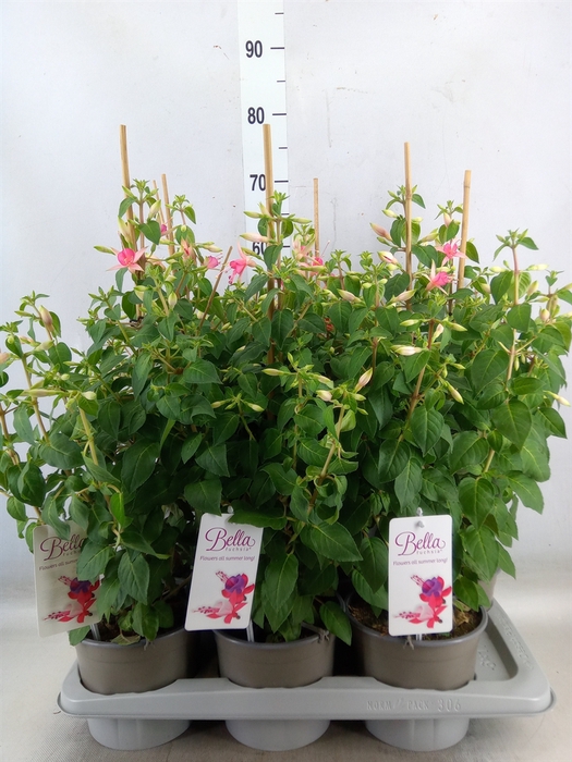 <h4>Fuchsia  'Walz Jubelteen'</h4>