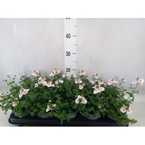 Diascia  'Piccadilly Appleblossom'