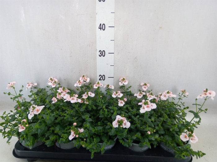 <h4>Diascia  'Piccadilly Appleblossom'</h4>