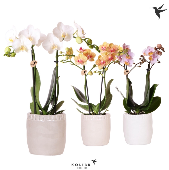 <h4>Kolibri Orchids Phalaenopsis mix 2 spike in Stones pot mix</h4>