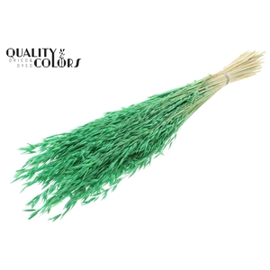 Avena per bunch Bleached Mint