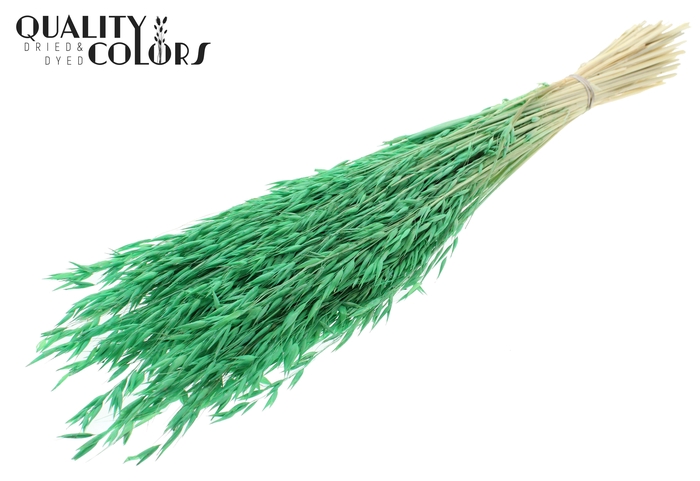 Avena per bunch Bleached Mint
