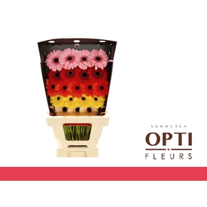 Germini Mix op Rij Diamond