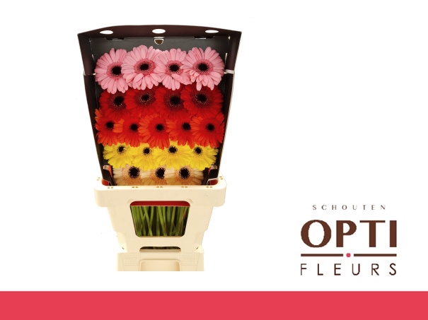 <h4>Germini Mix op Rij Diamond</h4>