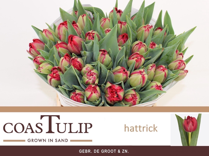 <h4>TU DU HATTRICK</h4>