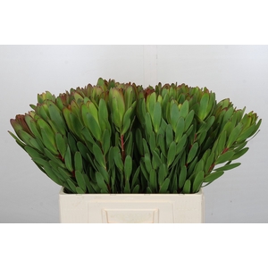 Leucadendron Goldstrike