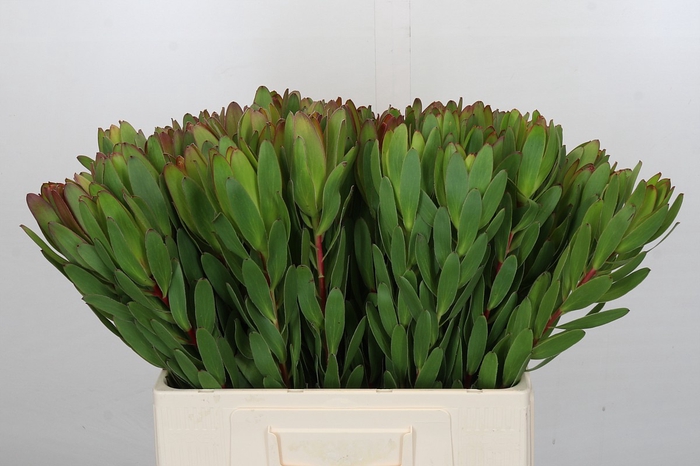 <h4>Leucadendron Goldstrike</h4>