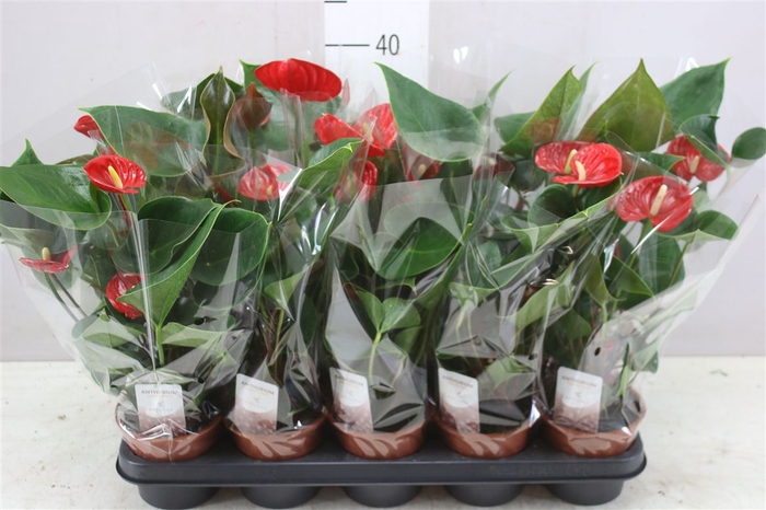 <h4>Anth An Princess Ariane Red 3+</h4>