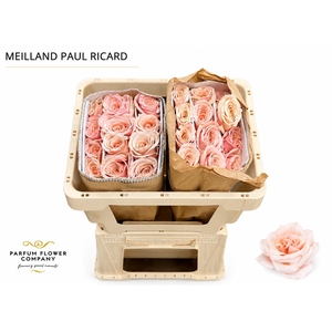 Rosa Meilland Paul Ricard