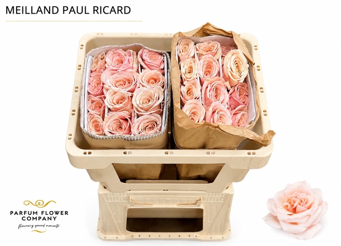 <h4>Rosa Meilland Paul Ricard</h4>
