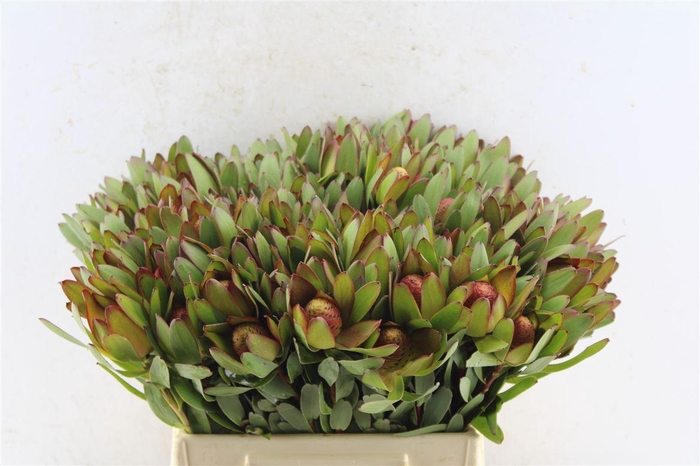 <h4>Leucad Saf Goldstrik Berry Xl</h4>