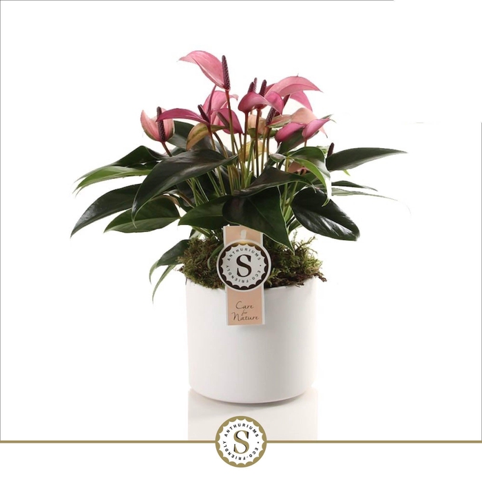 <h4>Bari keramiek White - Zizou 12cm</h4>