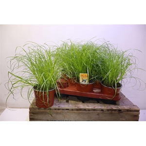 arr8 Cyper Alt Zumula