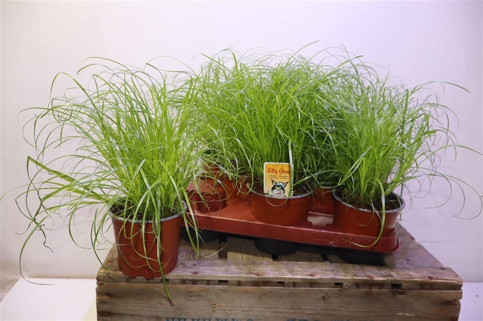 <h4>arr8 Cyper Alt Zumula</h4>