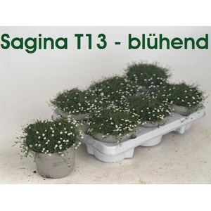 SAGINA SUBULATA