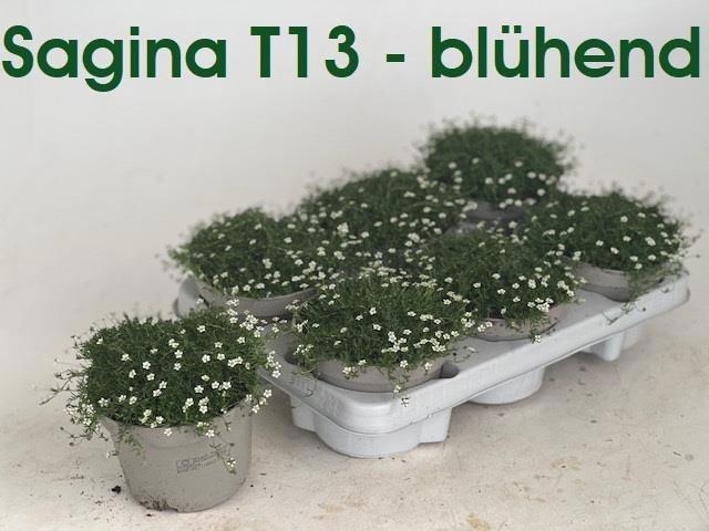 <h4>SAGINA SUBULATA</h4>