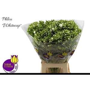 PHLOX P WHITECAP
