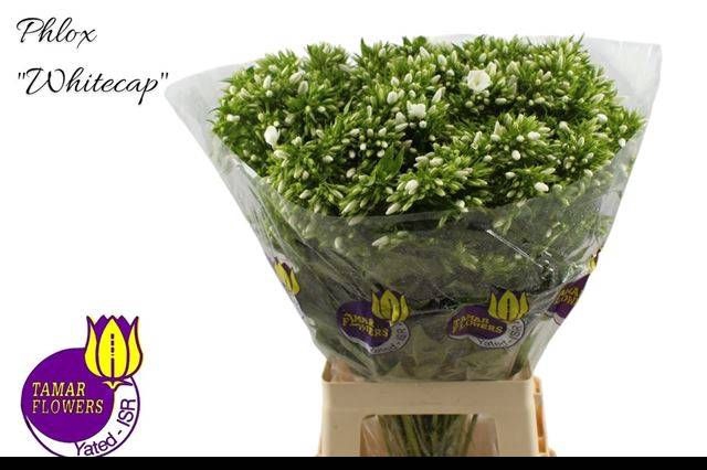 <h4>PHLOX P WHITECAP</h4>