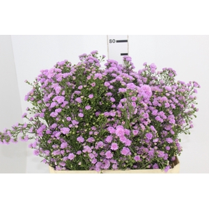 ASTER ROSA MAÇO