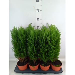 Chamaecyparis laws. 'Ellwoodii'