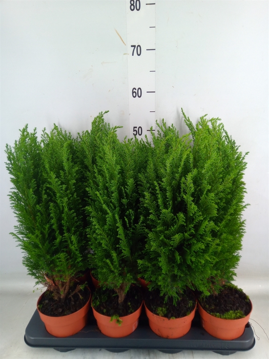 <h4>Chamaecyparis laws. 'Ellwoodii'</h4>