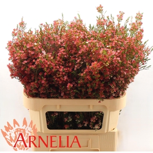 CHAME UN MY SWEET 16