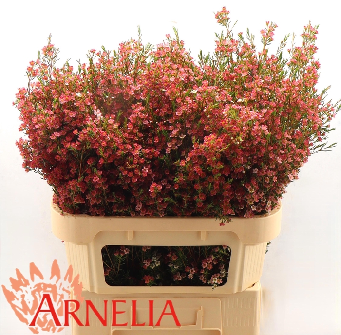 <h4>CHAME UN MY SWEET 16</h4>