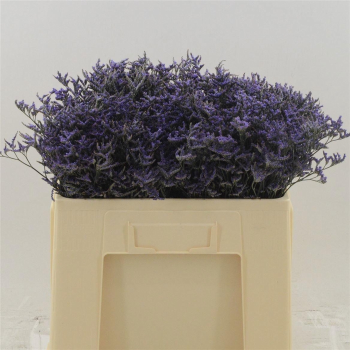 <h4>LIM SAF DARK BLUE</h4>