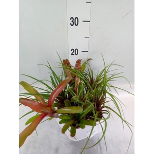 Bromelia   ...mix
