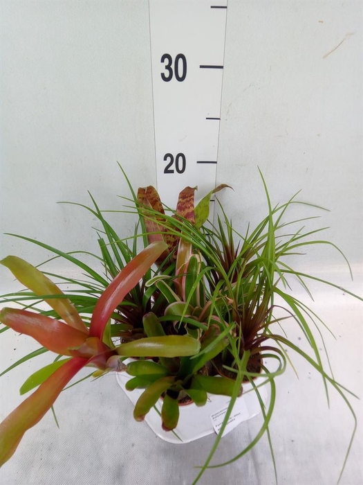 <h4>Bromelia   ...mix</h4>